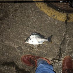 まずまずのチヌ