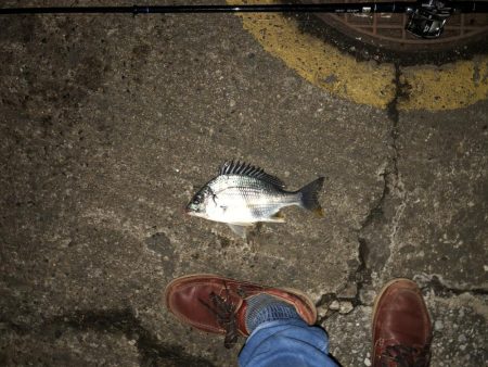 まずまずのチヌ