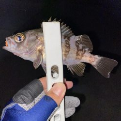 アジング釣果情報から岩国へ