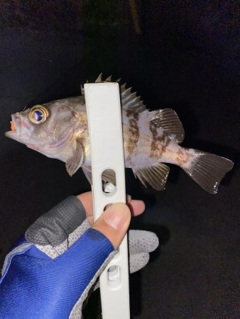 アジング釣果情報から岩国へ