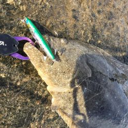 ヒラメ好調の噂を聞き…