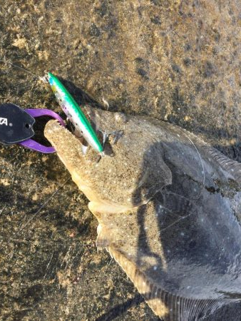 ヒラメ好調の噂を聞き…