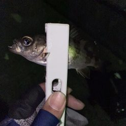 タングステン！