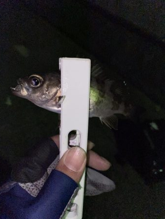 タングステン！