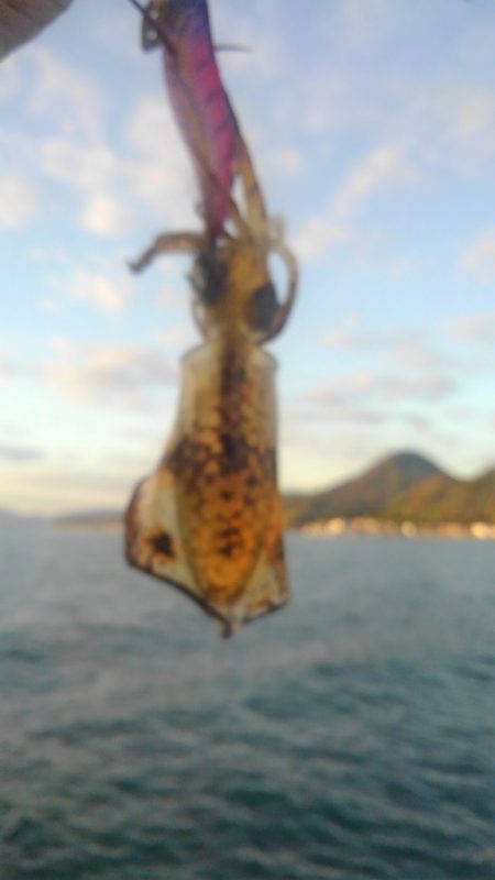 アオリ終盤戦‼️