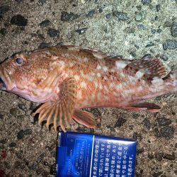 魅力的なガッシー！