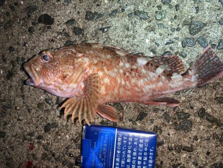 魅力的なガッシー！