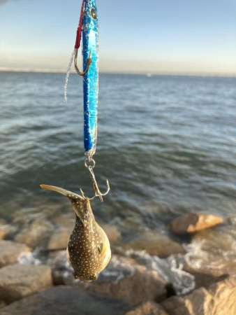 ショア青物そろそろ厳しいか