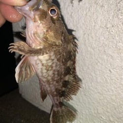 癒しのガッシー