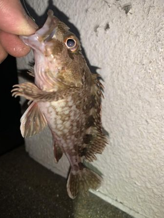 癒しのガッシー