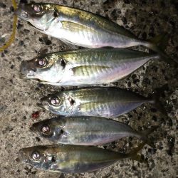 なんとか尺アジ