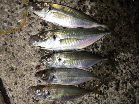 なんとか尺アジ