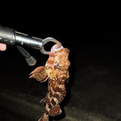 アジングのはずが