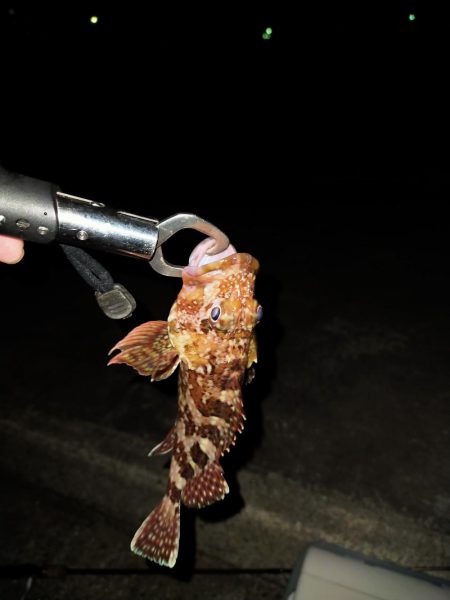 アジングのはずが