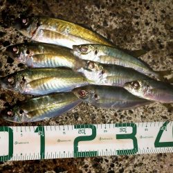 渋い中の尺アジ