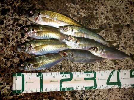 渋い中の尺アジ