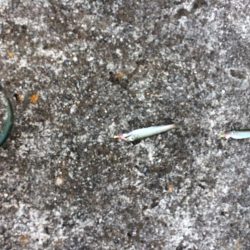 エサ無しサビキ