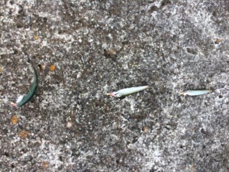 エサ無しサビキ