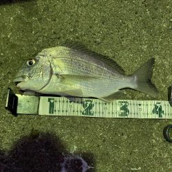 アラカブ狙いの最中、ヘダイがRIDEON！