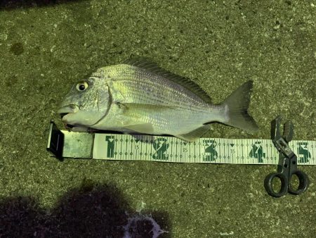 アラカブ狙いの最中、ヘダイがRIDEON！