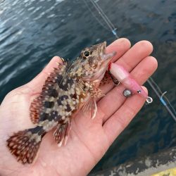 ボトムでアラカブのRIDE ON!!