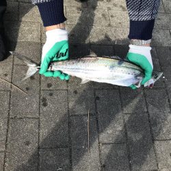 コスモ　昼にサゴシ