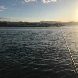 ヘダイ2匹、ベラ1匹