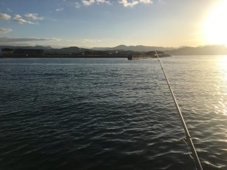 ヘダイ2匹、ベラ1匹