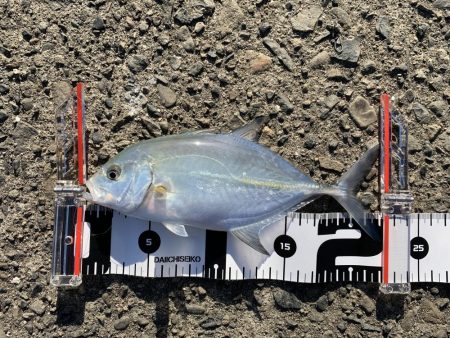 太刀魚のつもりが・・・