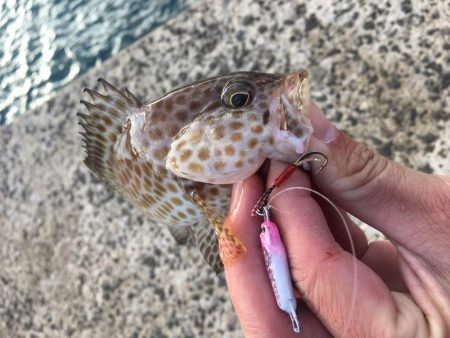 夜明け前からアジング、ロックフィッシュ、ロックショア、エギング、ショアジギの釣り