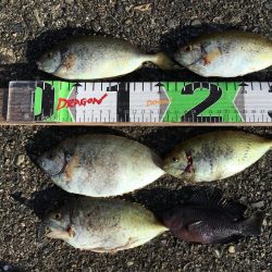 シマアジ、アイゴ。メッキ等