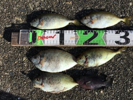 シマアジ、アイゴ。メッキ等