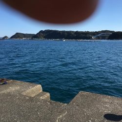 アイゴ、メッキ