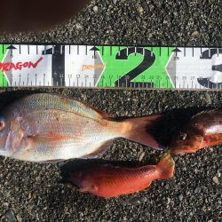 シマアジ、アイゴ、マダイ、ガシラ等