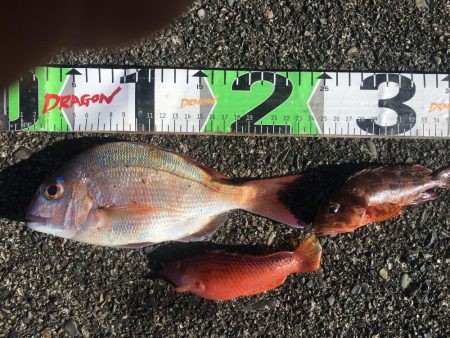 シマアジ、アイゴ、マダイ、ガシラ等