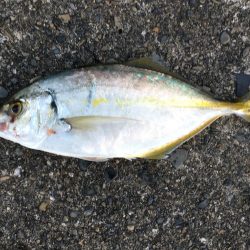 シマアジ1匹、メッキ6匹、アイゴ2匹