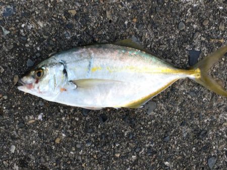 シマアジ1匹、メッキ6匹、アイゴ2匹