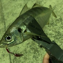 トップアジングにRIDE ON！