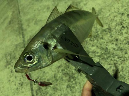 トップアジングにRIDE ON！