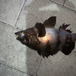 短時間メバリング