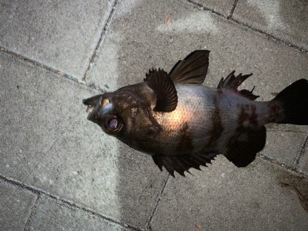 短時間メバリング