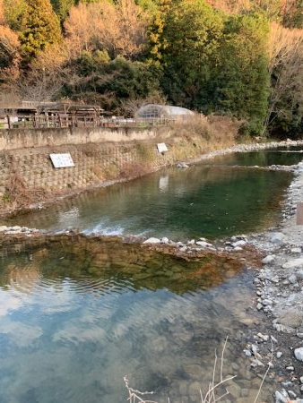 芥川マス釣り場