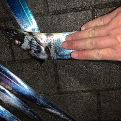 釣り納め　タチウオ好調