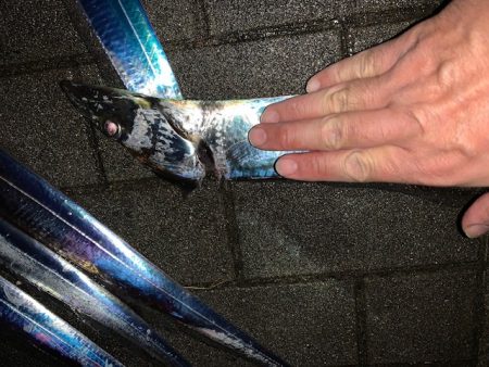 釣り納め　タチウオ好調