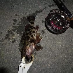 (2020/12/01 南港ヘチ釣り キビレチヌ 35㎝ ガシラ 釣果有り)