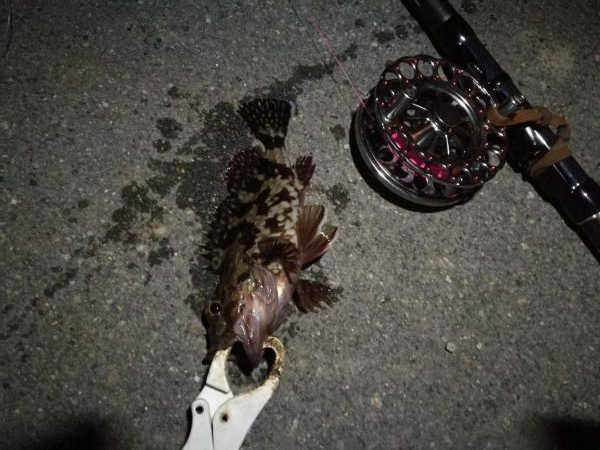 (2020/12/01 南港ヘチ釣り キビレチヌ 35㎝ ガシラ 釣果有り)