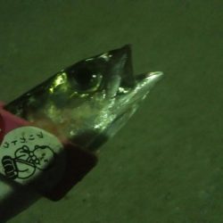 釣りデビュー　11日目