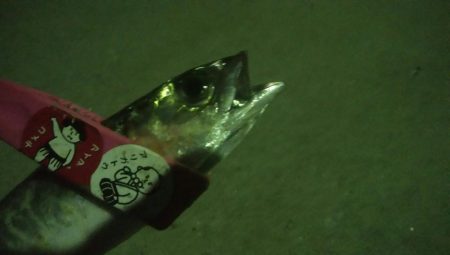 釣りデビュー　11日目