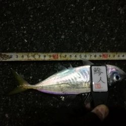 （2020/12/02 南港アジング　 良型アジ来た！アジング釣果 中アジ～（28.5㎝～）ガシラ 釣果有り）