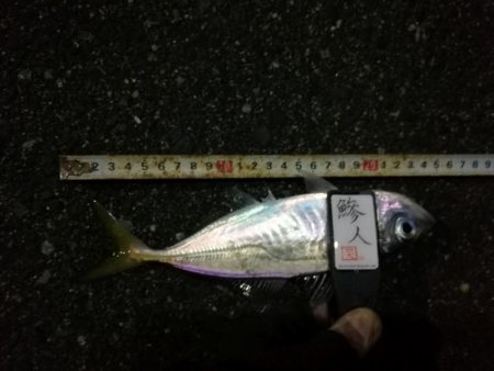 （2020/12/02 南港アジング　 良型アジ来た！アジング釣果 中アジ～（28.5㎝～）ガシラ 釣果有り）